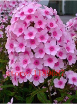 100pcsbag Phlox Drummondii Cuspidata Flower 4 Colours Plant (Color: Pink) - $8.98