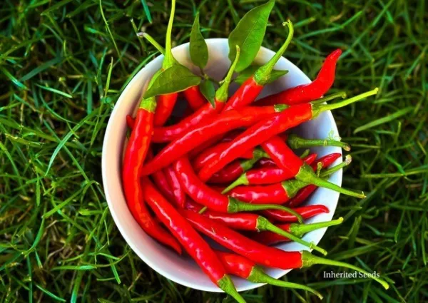 Kashmiri Chilli Pepper 50 Seeds USA Seller Garden Fresh - $7.98