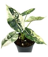 Alocasia Dragon Scale Variegata Variegated Rare Live Starter Plant Corms... - $13.99+