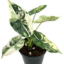 Alocasia Dragon Scale Variegata Variegated Rare Live Starter Plant Corms... - $13.99+