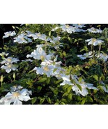 Toki Clematis Huge Snow White Flowers- 2.5&quot; Pot - $33.99