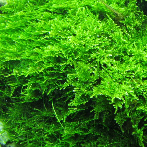 Willow Moss Christmas Moss Live Aquarium Plant Aquatic Moss Easy Grow US... - $25.00