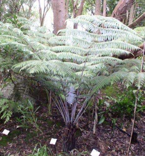 Cyathea dealbata silver fern
