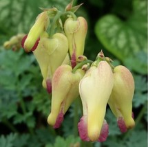 25 love hearts bleeding heart seeds dicentra spectabilis shade flower garden thumb200
