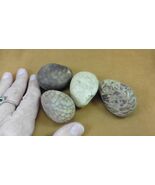 tn-19-1) 4 large natural Tagua Nut whole nuts craft Carving Dried plain ... - €21,33 EUR