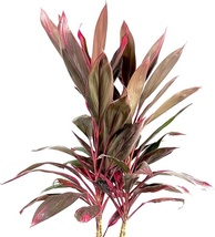 Live Plant Red Sister Cordyline fruticosa Ti Hawaiian Tropical Good Luck Plant - £20.75 GBP