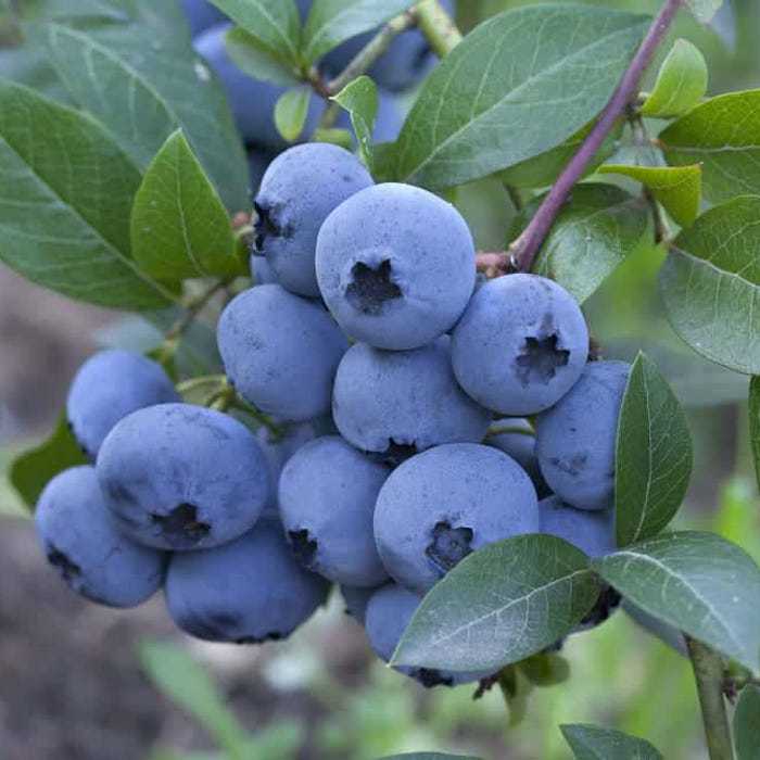 Sweetcrisp Blueberry Plants Fresh USA Garden - $43.54