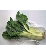 300 Lucullus Swiss Chard Beta Vulgaris White Perpetual Spinach Vegetable... - $248.98 MXN