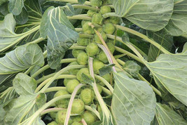 PWO 500+ Jade Cross Brussels Sprouts Seeds For Planting - Usa - ! - £4.91 GBP