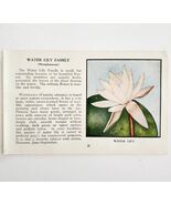 Water Lily Wild Flower 1932 Antique Color Plate Print Irving Lawson PGBG21C - $34.82 CAD