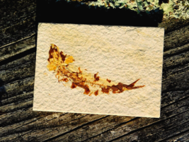 Knightia Fossil Fish Green River Formation from Wyoming for Collection D... - $900.78 MXN