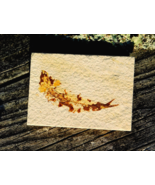 Knightia Fossil Fish Green River Formation from Wyoming for Collection D... - $899.04 MXN