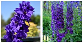 Dark Blue with Dark Bee - Magic Fountains Delphinium - 2.5&quot; Pot - $28.99