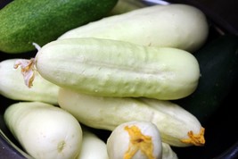 White Wonder Cucumber Seeds Ivory King White Albino Fresh Fast Shipping - $3.78
