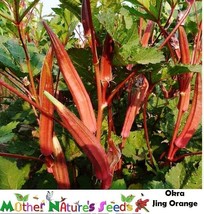 Grow In US 50 Seeds Okra Jing Orange Delicate Red/Orange Pods 6&quot;&quot; Long Asian Var - £8.17 GBP