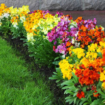 Thjar Wall, English Wallflower Perennial Mix 55 Seeds - - £4.47 GBP