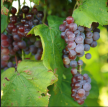 ST. PEPIN Grape Vine -  Bare Root Live Plant - Buy 4 Get 1 Free! - £22.46 GBP+