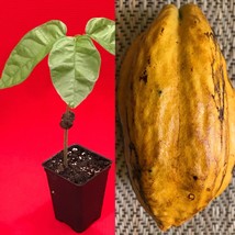FORASTERO Jaco Jaca Variety Theobroma Cacao Cocoa Chocolate Fruit Tree Potted Pl - £20.99 GBP