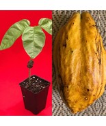 FORASTERO Jaco Jaca Variety Theobroma Cacao Cocoa Chocolate Fruit Tree P... - £20.86 GBP