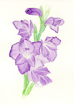 &quot;Purple Gladiolus,&quot; an A. Rose Designs (tm) note card - $6.95+