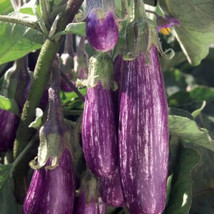 Item image 1 image 1