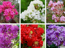 50 Pc Seeds Mixed Crepe Myrtle Flower, Lagerstroemia Indica Seeds Planting | RK - £13.42 GBP