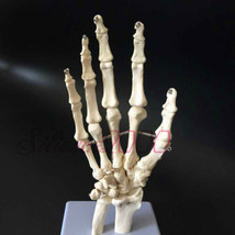 1:1 New Hand Joint Anatomical Skeleton Model Human Medical Anatomy Life ... - £15.95 GBP