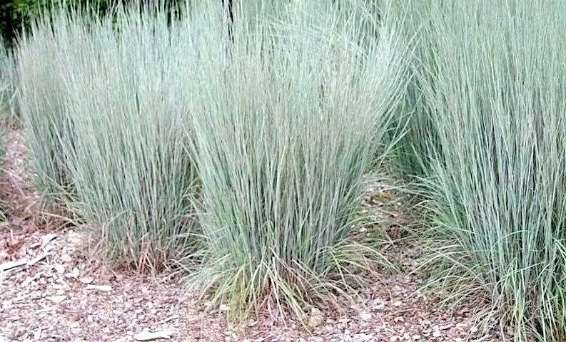 Little Bluestem Prairie Grass 500 Seeds - £7.98 GBP