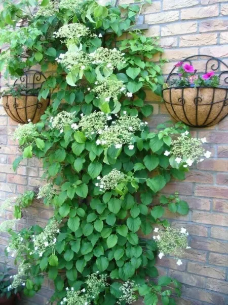 50 Climbing Hydrangea White Flower Vine Fresh Seeds for Planting - £14.60 GBP