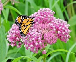 BStore 45 Seeds Swamp Rose Milkweed Seeds Native Wildflower Patio Container Flow - £6.40 GBP