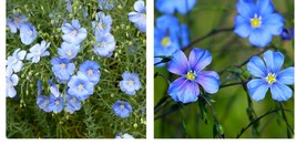 Flower Seeds - Blue Linum Flax Seed - Gardening - $16.99+