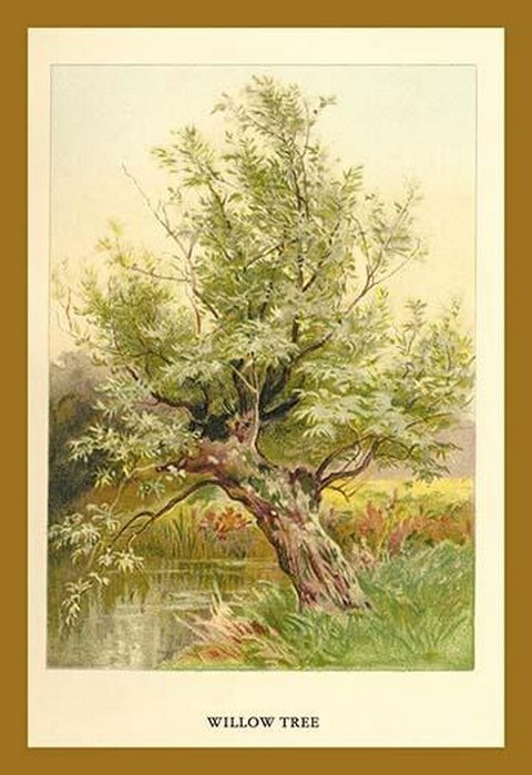Willow Tree by W.H.J. Boot - Art Print - $21.99 - $196.99
