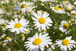 LWSTORE 2000 German Chamomile Herb Flower Seeds Matricaria Recutita USPS Shippin - £6.78 GBP