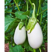 USA Seller Cloud Nine Eggplant Seeds Fast Shipping - £9.56 GBP