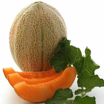 Ship From Us 2 G ~60 Seeds - Organic Hale&#39;s Best Jumbo Melon - Heirloom, TM11 - £16.54 GBP