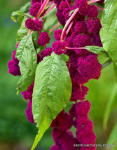 RARE AMARANTHUS CAUDATUS love lies bleeding @@ exotic flowering seed 15 seeds - £7.12 GBP