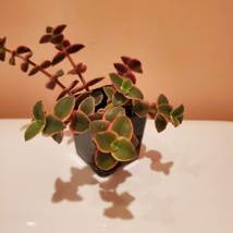 Calico Kitten Succulent, 2 inch live plant, Crassula Pellucida Variegated image 2
