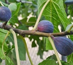 1 pcs Lsu Purple Fig Ficus Live Plant 1 Quart - £40.90 GBP
