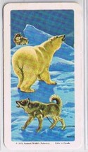 Brooke Bond Red Rose Tea Cards The Arctic #30 Polar Bear - £0.74 GBP