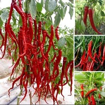 USA-Seller 30Pcs Giant Spicy Red Chili Hot Pepper Seeds - £6.13 GBP