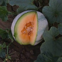 USA SELLER 20 Planters Jumbo Melon Seeds Fruit Fresh New - $10.64