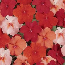 50 Impatiens Seeds Impatiens Sun And Shade Hot   - £16.12 GBP