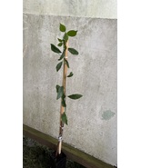 Howard&#39;s Miracle Plum, 1 year old grafted plant. 16-22” tall, bare root - $606.54 MXN