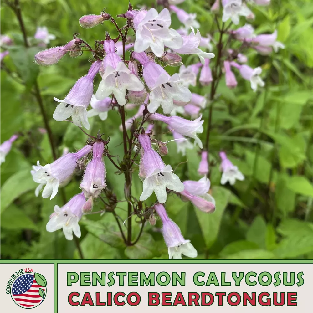 200 Calico Beardtongue best Seedss Penstemon grandiflorus Bird &amp; Butterfly Attra - £3.73 GBP