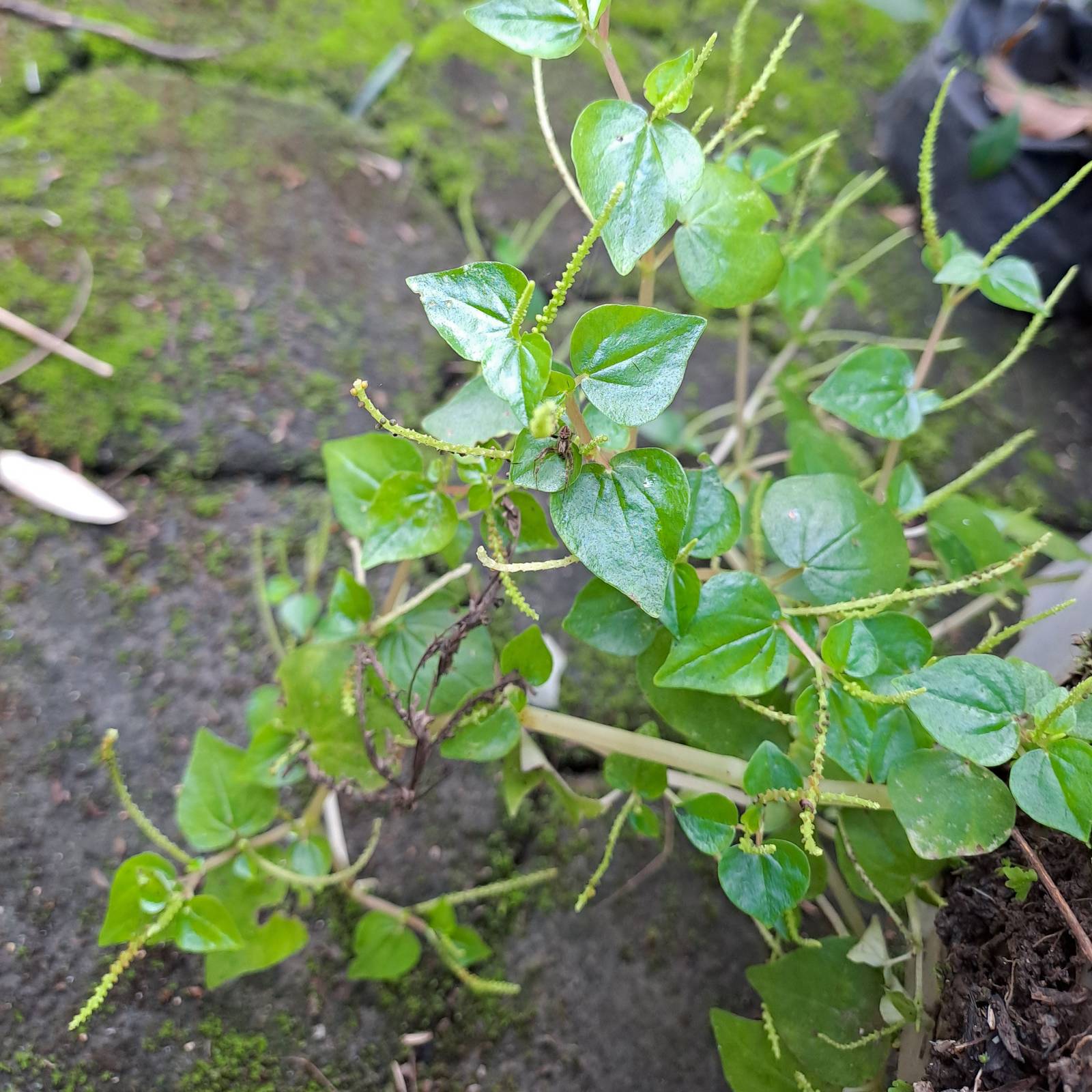 Sirih Cina - Peperomia pellucida Leaves (Dried), 80 Gram