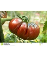 KKG 25 Black Russian Tomato Seeds Fresh Garden - $182.53 MXN