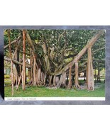 Giant Banyan Tree in Florida Postcard - $2.50