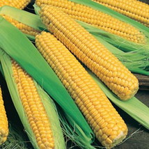 Bodacious Sweet Corn - 300 Seeds - VALUE PACK! - £23.17 GBP
