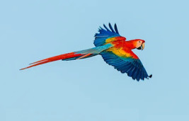 Digital Image Picture Photo Pic Wallpaper Background Scarlet Macaw Flyin... - £0.77 GBP
