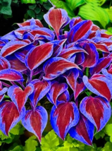 SGH Stunning Hosta Seeds: Deep Red And Blue-Green Foliage Mix - $8.69